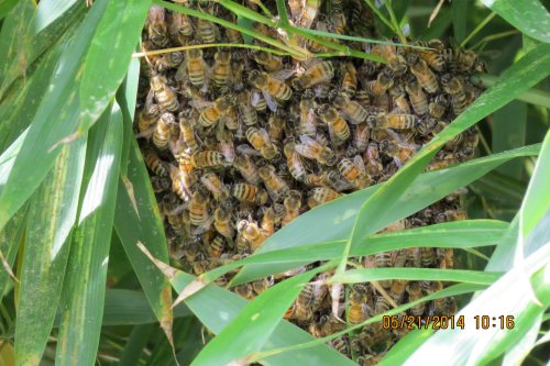 A closer look reveals that while small, this swarm might be big enough to make it.