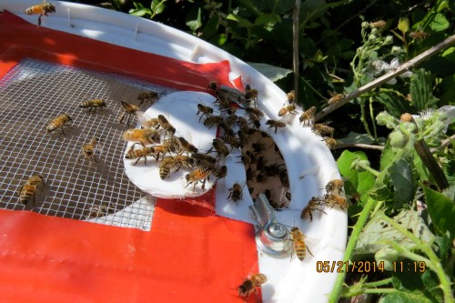 Bob said he was interested in getting the blackberry swarm too.  It went very well.  Here the bees are fanning to indicate the queen is within.