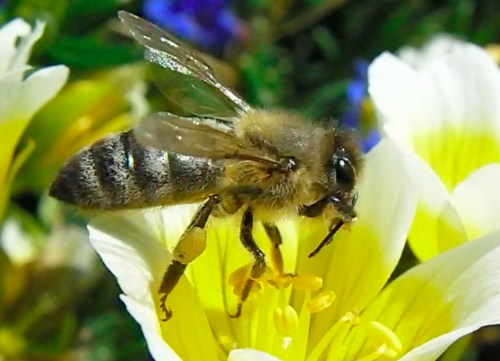 Mary's bee cleaning off her antennae.  How do I know they are Mary's bees?  The abdomen colors are different.  I'm happy to get new genetics in my bee yard.