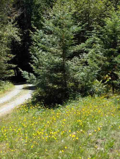 August 1, 2014...Only 12 days ago the driveway leading to my house was lined with thistle flowers.  Most have gone to seed now.