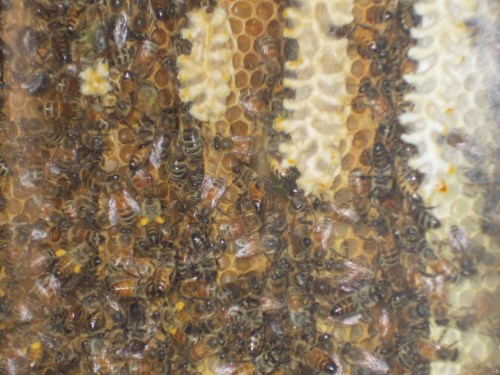 July 4, 2014...Some honey-filled cells are visible in this close-up.  The queen of this colony is Carniolan, but the workers seem to include a number of Carniolan/Italian hybrids. 