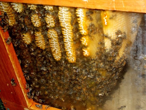 This view from the other window shows a lot of empty cells.  Building additional comb now would probably be wasted effort.  Carnies are noted for their early winter preparations, and everyone seems quite busy. 