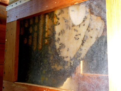 October 2, 2014...Comb building has stopped but the worker population remains steady.