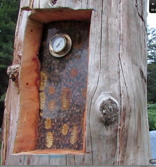April 24, 2014...This is the log hive where the bees swarmed from.