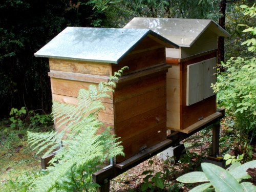 A better view of plexi-glass on roof of new hive on right