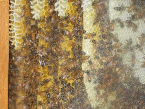 The maximum depth of the comb is 28 cm (a little over 11 in.). 