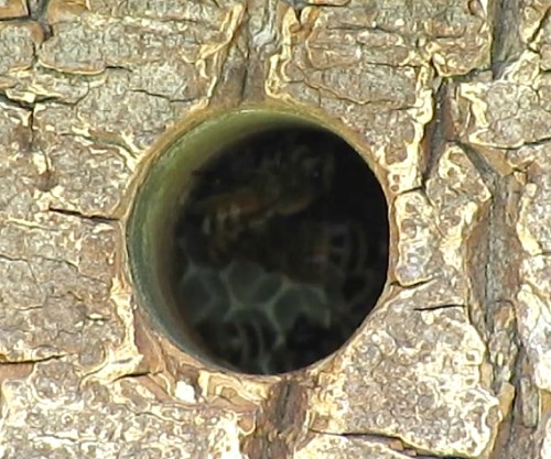 June 16, 2014...10th day, natural comb can be seen already, through the top side entrance.