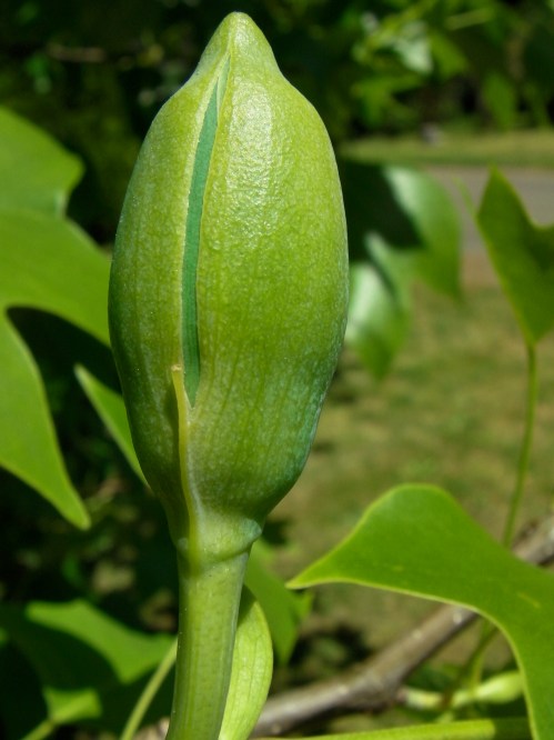 May 13, 2014...Showing signs of swelling.  Outside starting to split open.