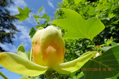May 27, 2014...Tulip Tree blossom emerges at long last.