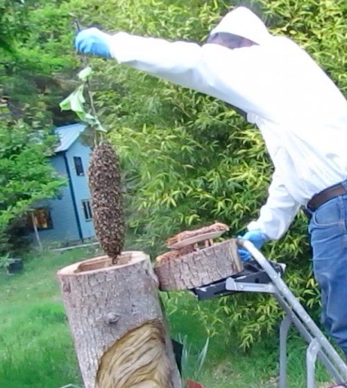 April 27, 2014...Pat drops the little cast swarm into Bee-atrice.  They stay a total of two days, then take off to parts unknown.