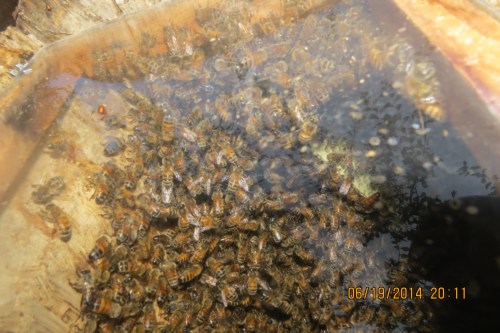 June 19, 2014...In this slightly out of focus shot, you can see how far the bees have built the natural comb...almost to the top of the observation window...a length of about 14 inches (35 cm).