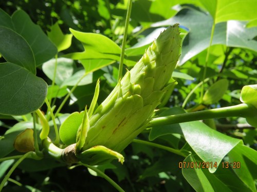 Seed pods have formed.  It'll be interesting to watch them dry up.  I want to get some seeds...maybe next month.