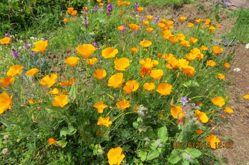 June 16, 2014...This little stand of California poppies planted itself on my Hugelkulture bed.  In the background you can see some wallflowers (Erysimum).  