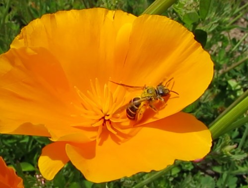 What kind of bee is this?  Maybe Amelia or standingoutinmyfield will know.