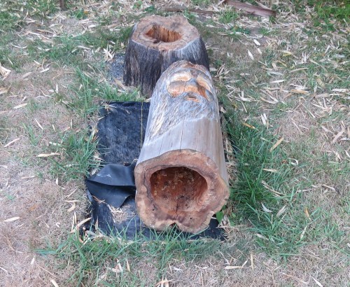 Bee Beard log hive, down for the count.  I had cleaned it out.  