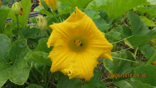 August 6, 2014...this female blossom just opened today.  Already there is a bee in attendance.