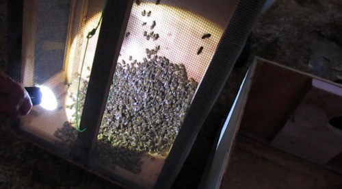 How did the bees come through the hose?  Apparently very well.   Not a big swarm, but big enough to set up on Jeff's farm.