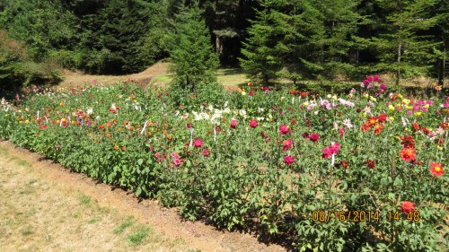 Looking over Kathy's dahlias at some of the 2500 kinds that must be whittled down to 100.