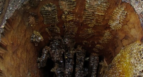 Inside Bee Beard with about half the comb dug out.  I decided to take it all out just in case it was infected with something.