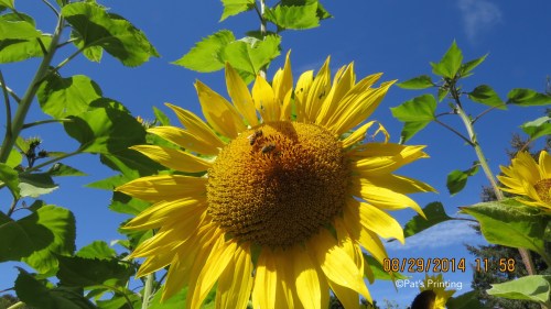 August 29, 2014...When I think of summer, this is what I picture. SUNFLOWERS. Last year we had precious few. This year we grew a few more for the bees.