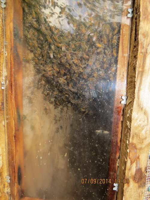 July 9, 2014...After only one month the comb has been built where it's becoming visible in the observation window.  These bees are serious.