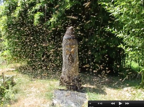 2:20 pm...As luck would have it, (and I do mean luck)  the swarm broke up to relocate to Bee Beard.