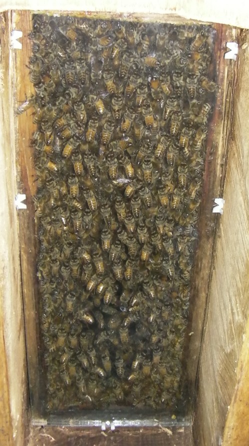August 10, 2014...the day after the swarm, shows the bees on the observation window.  They've got to build their own comb so they are hanging out here for a while.