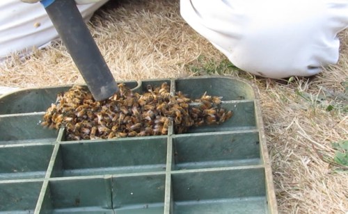 After some preliminary issues, the bee vac performed admirably, gently removing bees from the inside of the valve box lid.