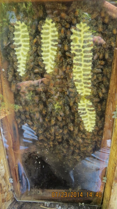 July 23, 2014...The observation window is filled with bees and comb.
