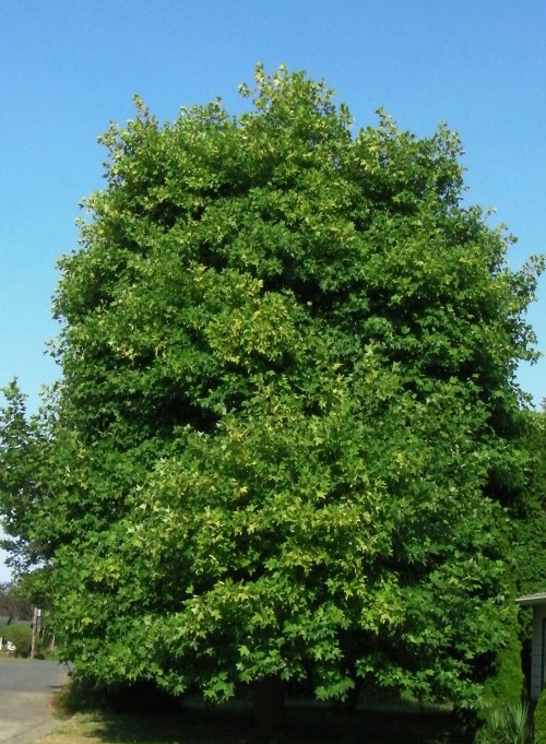 August 11, 2014...The Tulip Tree is still going strong.