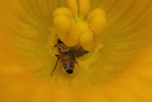 Honeybee sipping from nectar fountain of the female squash blossom...rubbing pollen upward onto the stigma (?)