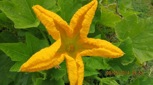 August 5, 2014...Male squash blossom (possibly an acorn squash)  You can see the small sipping holes where the bees get the nectar.
