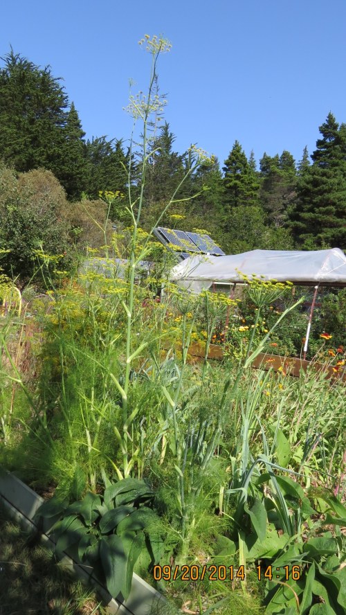 Fennel can grow quite tall.  This one is at least 7 ft. tall.