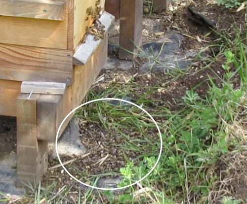 A pile of dead bees that had been dumped out of the hive sometime earlier. This picture was taken from a video I shot in April. The dead bees had been there for a while, but I just couldn't bring myself to photograph them. Too depressing.  It's possible these are all drones with deformed wing virus. I wish I had looked closer and examined them.   I guess I should be happy that the other bees cleaned them out.