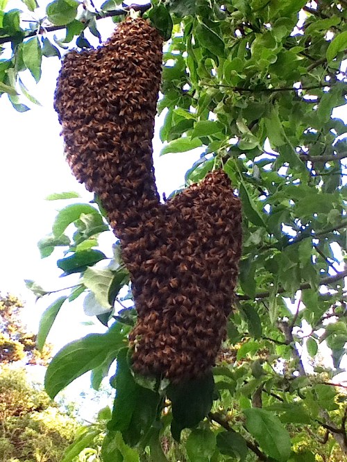  May 10, 2014...The second swarm that came out of Warre2 in less than two weeks.  I was able to transfer this swarm into a third Warre hive which is doing fine as of this date.