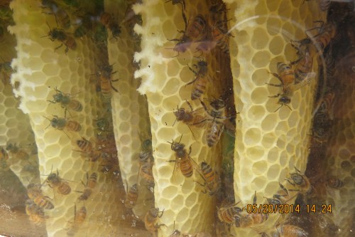 May 20...Elvis has left the building.  10 days after the second swarm, there's only a few bees left in this the third box.