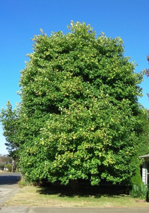 September 10, 2014...Tulip tree is starting to turn color.