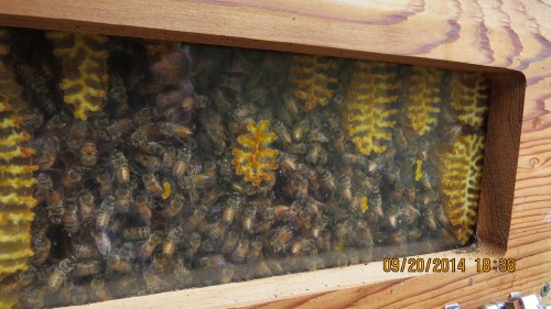 September 20...There are definitely more bees here.