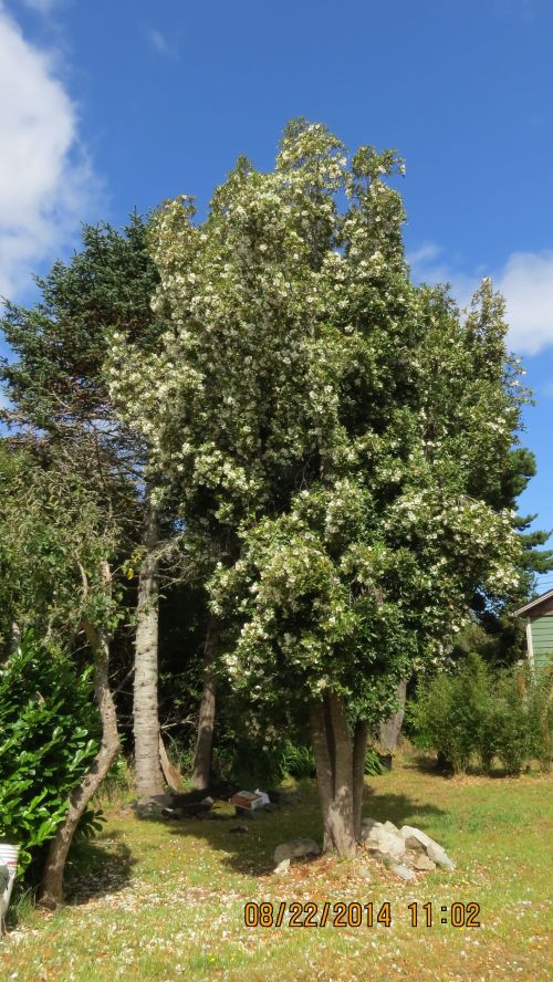 August 22, 2014...I finally visited Barbara's Mock Orange tree. It was everything she said it was. Covered in white blossoms with bees all over it.  Note:  this might NOT be a Mock Orange.  See below what Carol Quish of University of Connecticut had to say.
