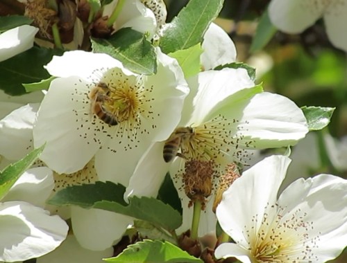 Two bees on Barbara's Eucryphia Tree