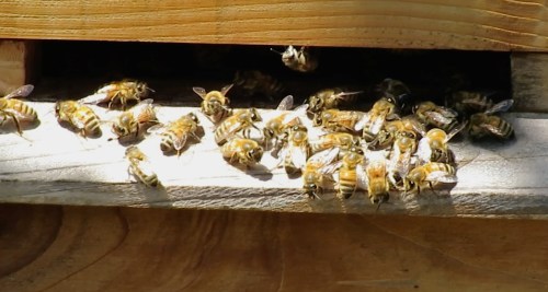 June 11...There's been a small group of bees milling around the entrance for weeks.