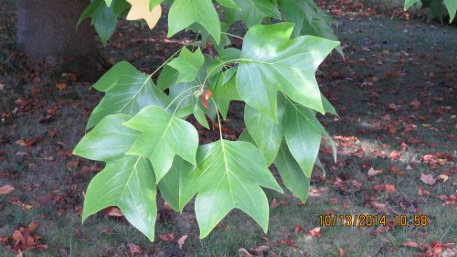 New leaves are still forming, so this tree is not ready to call it quits just yet.