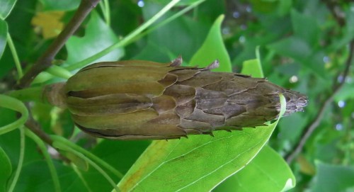 I've been 'following' this seed pod trying to be there when it opens.  I'm beginning to doubt that it will open.  If it does, I'd like to plant the seeds just for fun.