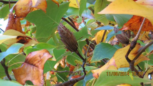 Ah, there's a seed pod up there.