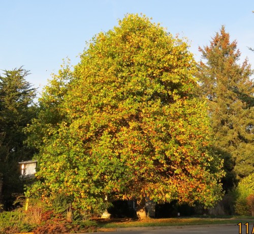 A different view of the Tulip tree.  The setting sun brings out the colors.