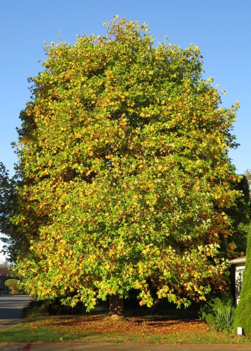 November 11...The leaves are full of color.  In another month or less, I'll be happy to rake up piles of them.  Ulp, I better see if the owners are okay with that.