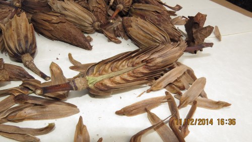 November 12...Hoping to get the seeds to pop out, I pulled the pod open...but where are the seeds?