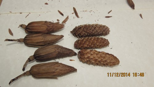 I was struck by how similar the Tulip tree seed pods were to my backyard spruce tree 'pine cones.'