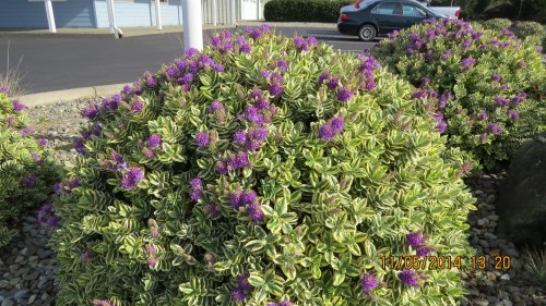 November 5, 2014...On an unusually warm November day, I spotted these hebes growing in front of Bill Sweet Insurance Agency.  The bees were loving it.