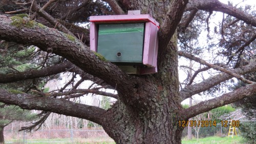 This hive in the tree swarmed three times during summer.  Two went to Bob and one we transferred into Del's hive.